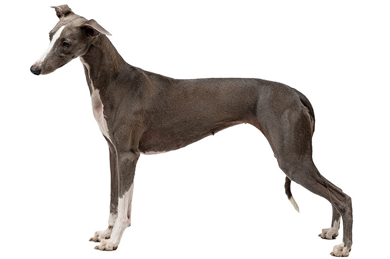 Whippet chart angielski Prestissimo